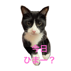 ハチワレ猫むぎくんの日常