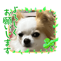 みるく(チワワ)スタンプ　かいじゅうふにゃ