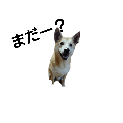 ラッキースタンプ mararan