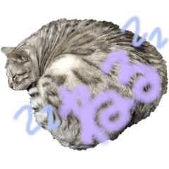 ねこのほたるちゃん