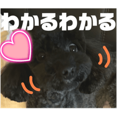 ごえもんワンコ　秋♡自然の癒しいっぱい♡