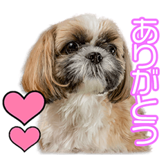 河口家のペコちゃん