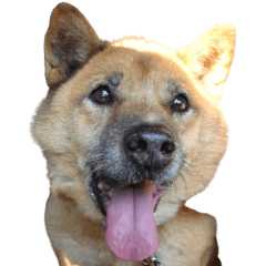 わんだふるチョコ