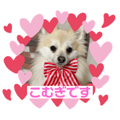 ポメラニアンのこむぎちゃん♡