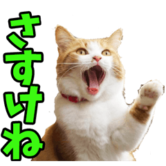 福島弁☆にゃんこ