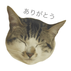 ねこの名は「ふう」