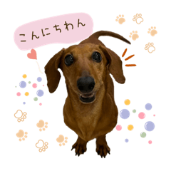 ダックスの日常【まろちょこさんぽ】