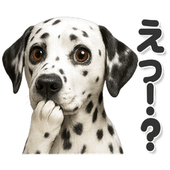 毎日使える！かわいいダルメシアン