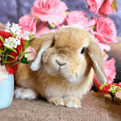 ホーランドロップの桃太郎