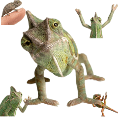 BIG! カメレオン　実写