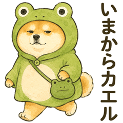 ゆるい柴犬のダジャレ❤️日常シニア面白い