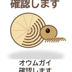 オウムガイ確認します