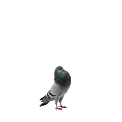 【小さく表示される】鳩