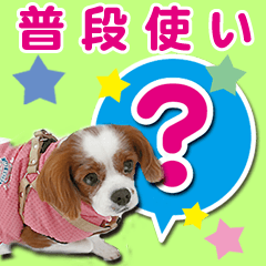 普段使い[キャバリア/赤褐色＆白]写真