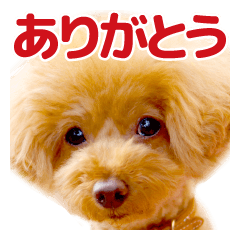 トイプードルの空 ４