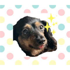 ダックスのクゥちゃん