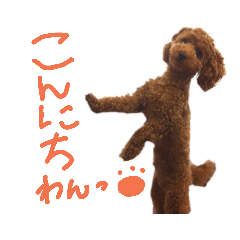 トイプードル(ティアラ)