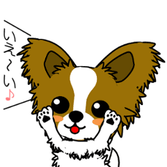 動く！パピヨンの日常