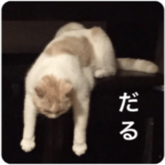 猫だってなかなか忙しい