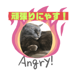 拾われ黒猫　じじにゃ