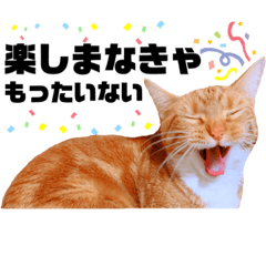 むっちりアニマル（ねこさん）