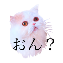 怠惰にゃん@山の手言葉