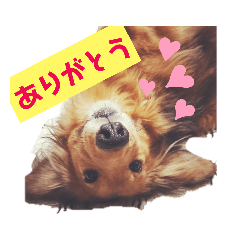 ダックス　写真