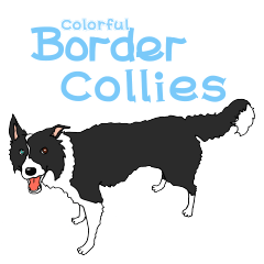 カラフル ボーダーコリーズ