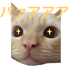 ねこのコロネさん　お顔スタンプ