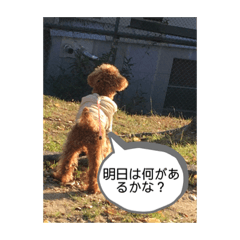 愛犬 ことちゃん