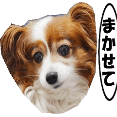 動く、犬のパピィ-2