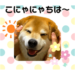 柴犬まる☆まることば