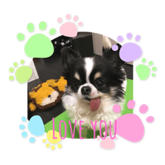 わたしンチのわんこ