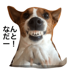 うちのわんわん1