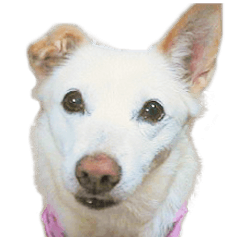 うちのポッキー