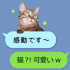 敬語ちょこんと猫♪