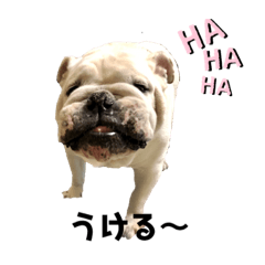 ブルドックのんちゃん