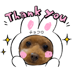 らぶ＆チョコロ　ご挨拶スタンプ
