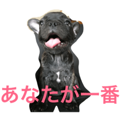 フレブルMareの日常生活