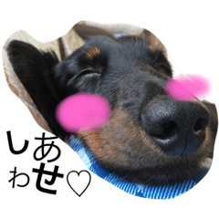 ダックスフントの想い