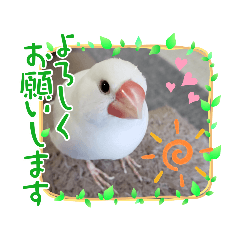 可愛いビビちゃん２