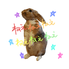 きなこシリーズ3