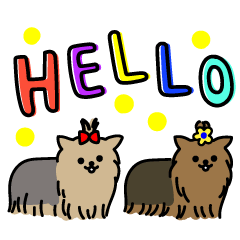 毎日ワンコ☆ヨーキーと一緒