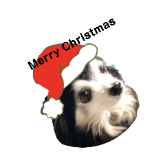 チワワ可愛い～