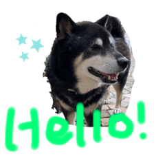 かわいい♡柴犬♡さくら♡銀♡スタンプ