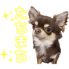 広島弁チワワ♡小てつバージョン