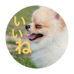 ラテボーイのすたんぷ