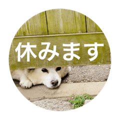 今日の ふくちゃん2(White dog)