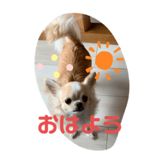 かわいいチワワ のくーちゃん