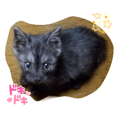 犬と猫と花とウーパールーパー